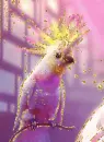 cockatoo