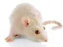 white mouse