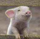 little pig