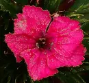carnations