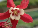 red columbine