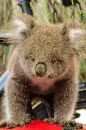 koala