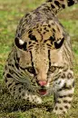 margay