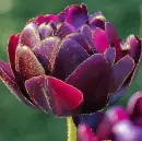 purple tulip