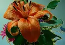 lily