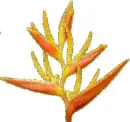 parrot flower