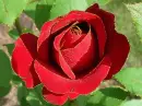 red rosa