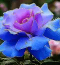 color rosa