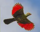 turaco