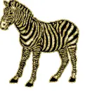 zebra