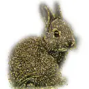 little bunny