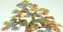 Bonsai Tree