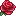 Little rose