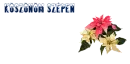 poinsettia,thanks