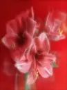 fractal flowers