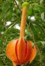 passiflora