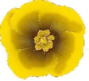 yellow flower