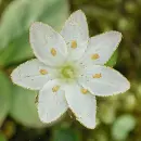 starflower