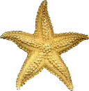 sea star