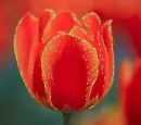 red tulip