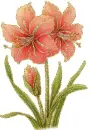 red flowers