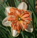 narcissus
