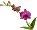 purple orchidea