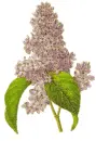 wisteria
