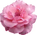 pink flower