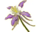 aquilegia