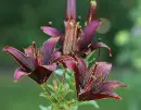 black daylily