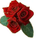 3 red rosa