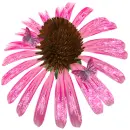 Pink Flower