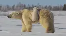 polar bears