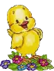 chick