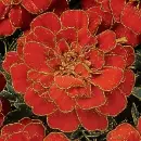 tagetes flower