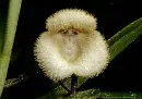 monkey orchid