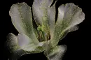 columbine