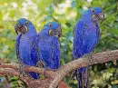 3 blue ara