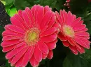 2 gerbera