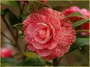 camelia