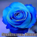 blue rosa