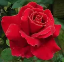 red rosa