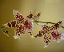 orchids