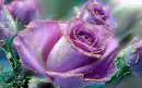 purple rosas