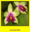 orchids