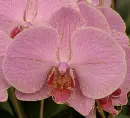 orchids