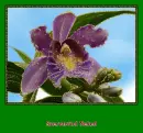 orchid