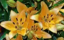 yellow lilies