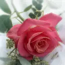 rosa